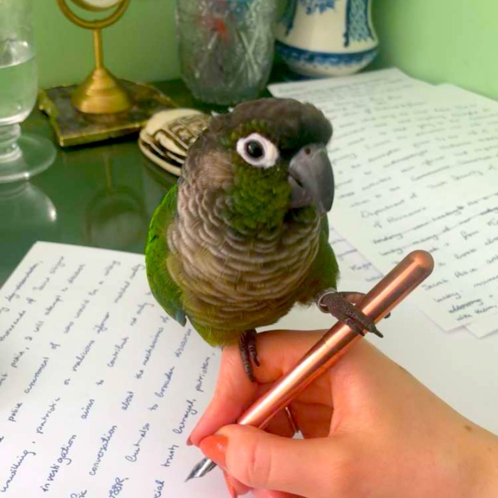 🦜 Meet your Posher, Red 🦜